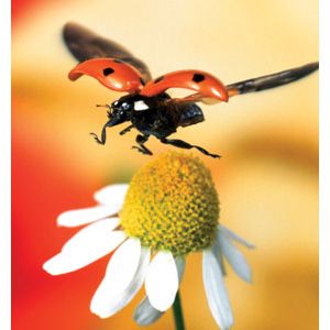 Roland ESM-SGP3 Solvent Glossy Paper 30