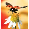 Roland ESM-SGP3 Solvent Glossy Paper 30